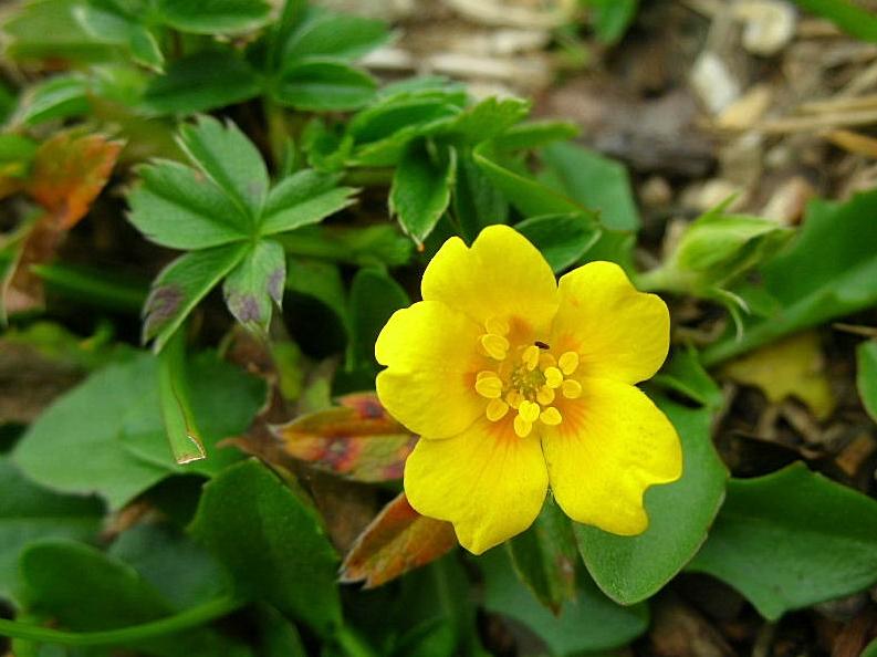Potentilla aurea / Cinquefoglia fior d''oro